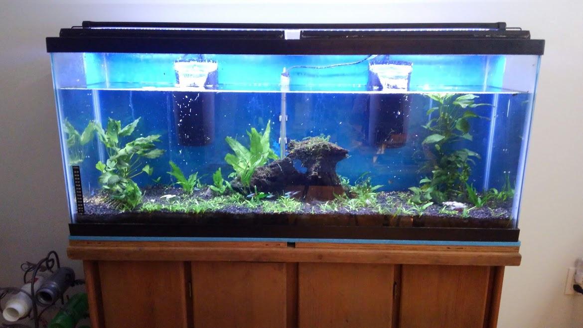 Tetra Whisper Internal Power Filter, Large Bio-Bag Filter Cartridges, 3-Stage Filtration, 10-30 gal customer photo 1