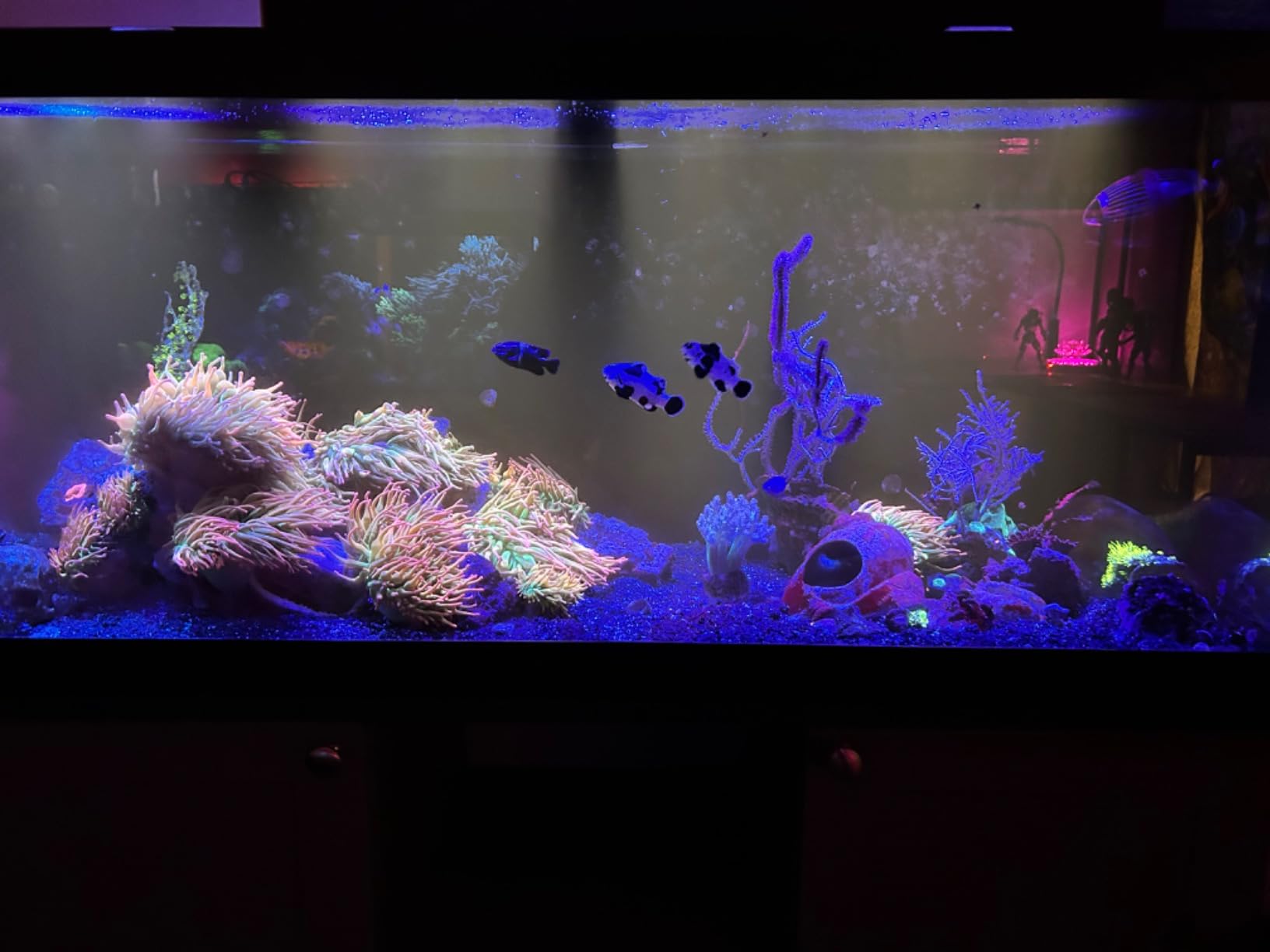 CORALIFE BIOCUBE Protein Skimmer V2 customer photo 1