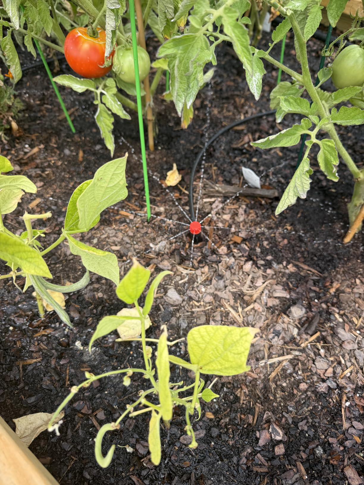 240FT Drip Irrigation System Kits - Automatic Garden Watering Sprinkler with 1/2 & 1/4 inch Tubing Hose customer photo 1