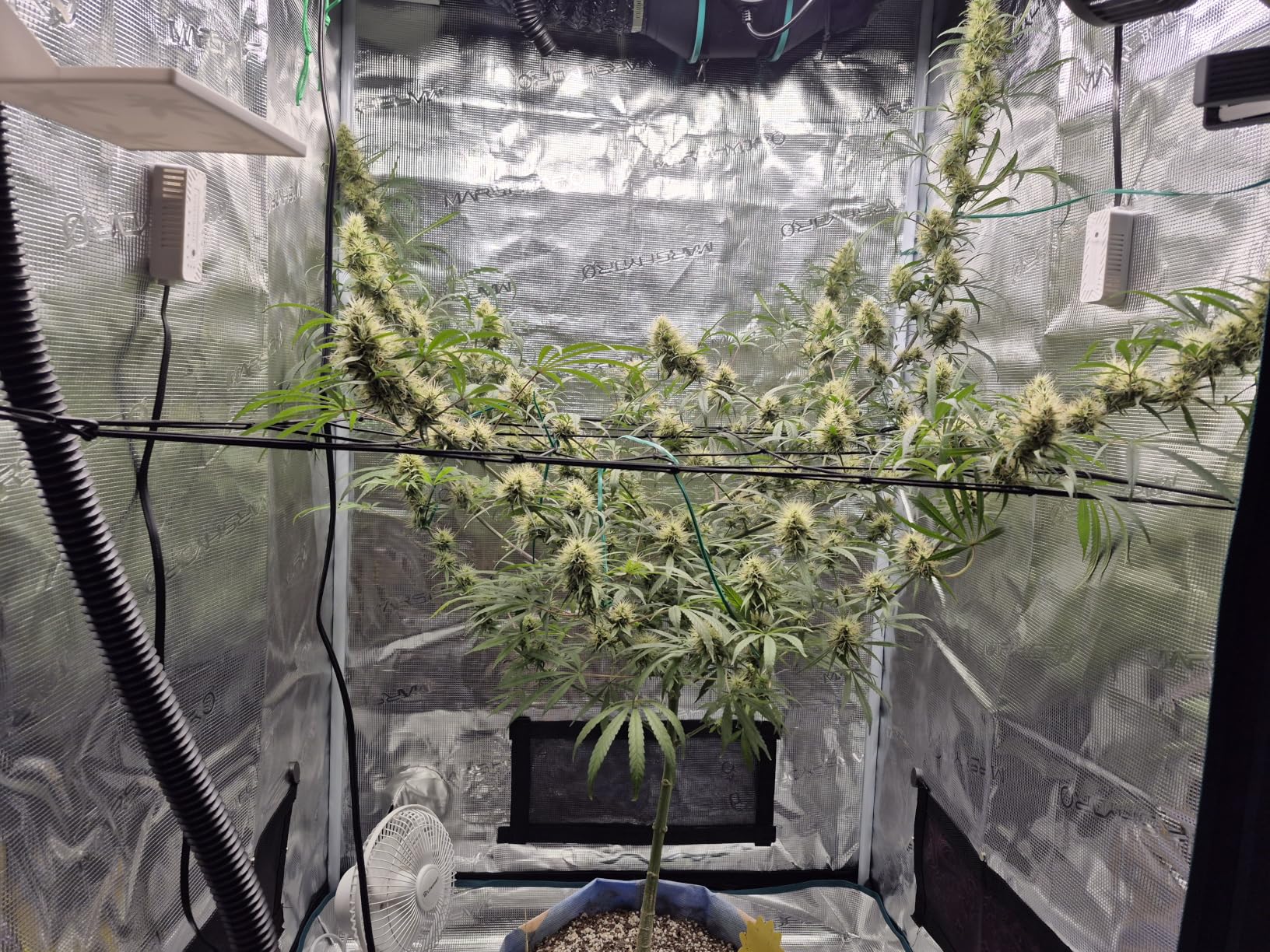 MARS HYDRO 2026 New Plant Humidifier 6L, with Adjustable Humidity, Timer Function, Ultrasonic Precise and Silent Operation, No-Leak Seal for Grow Tent, Indoor Planting, Greenhouse customer photo 1