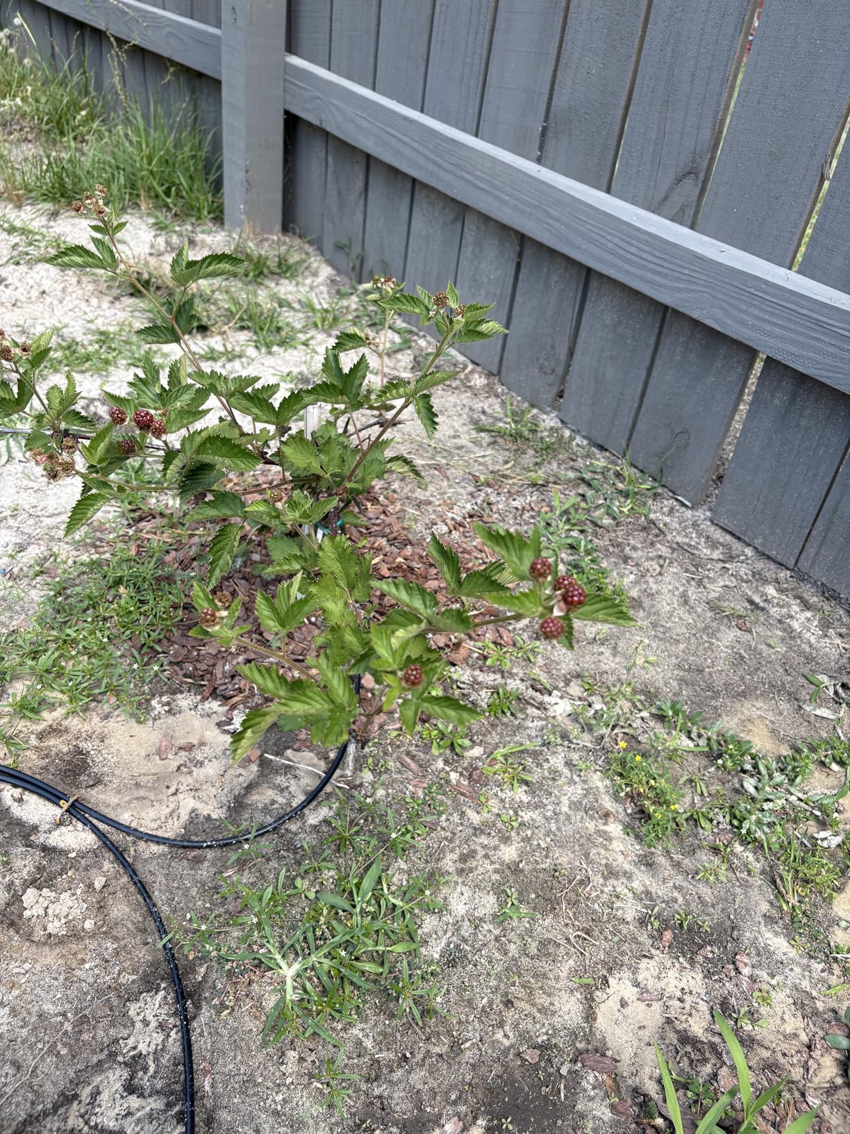 Drip Irrigation System 230FT Quick-Connect Drip Irrigation Kit with 1/4 inch 1/2 inch Irrigation Tubing Hose and Accessories for Lawn Raised Bed Greenhouse Plant Watering System customer photo 1