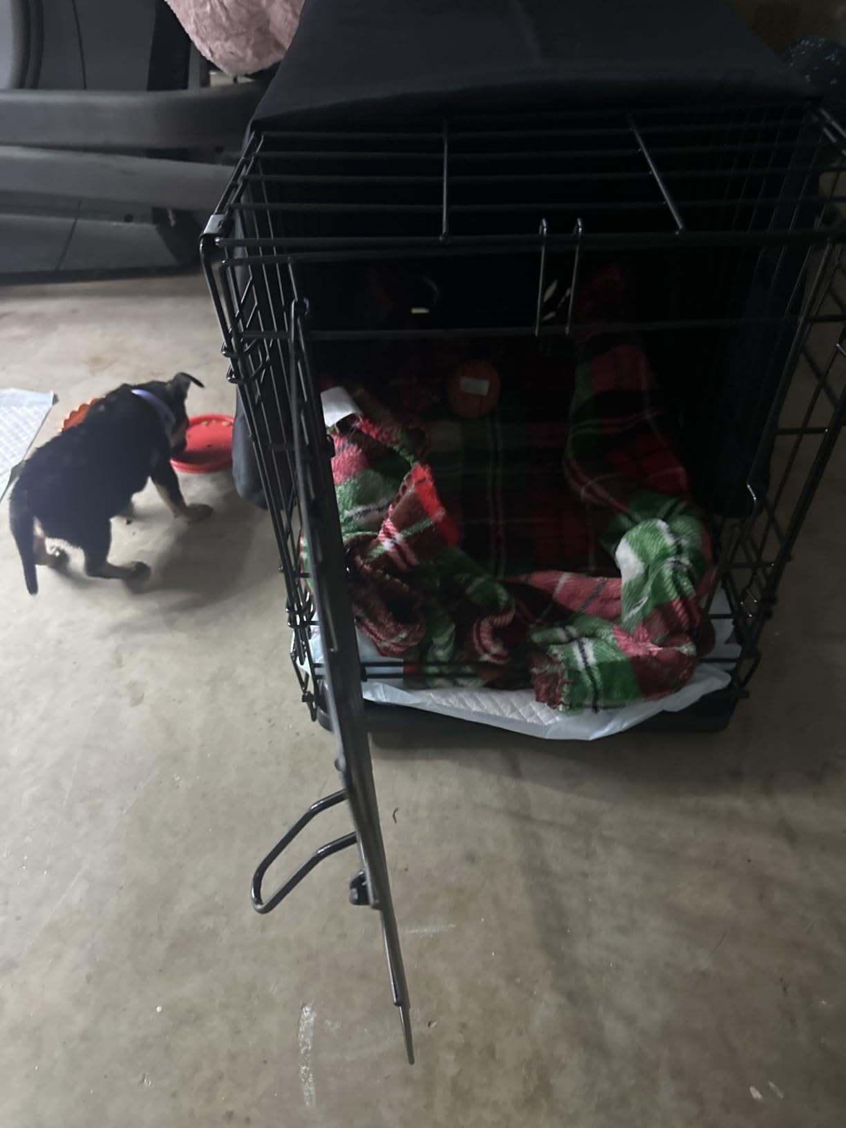 Midwest 42-Inch Single Door iCrate, for Large Breeds, 71-90 lbs | Folding Dog Crate with Divider Panel, Leak-Proof Tray & Secure Latch, Portable, Durable & Easy to Assemble customer photo 2