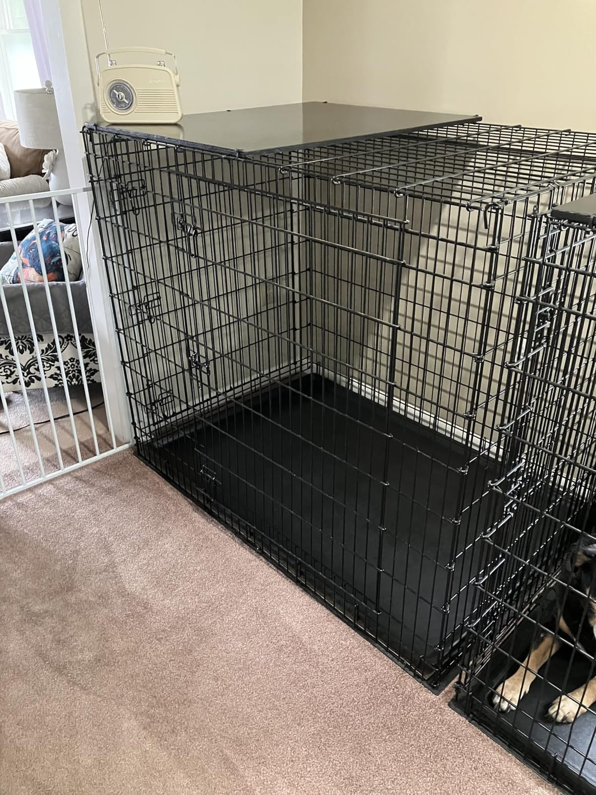 Midwest 48-Inch iCrate for Extra-Large Breeds, 90-110 lbs, Double Door Folding Dog Crate with Divider Panel, Leak-Proof Tray & Secure Latches, Portable, Durable & Easy to Assemble customer photo 1