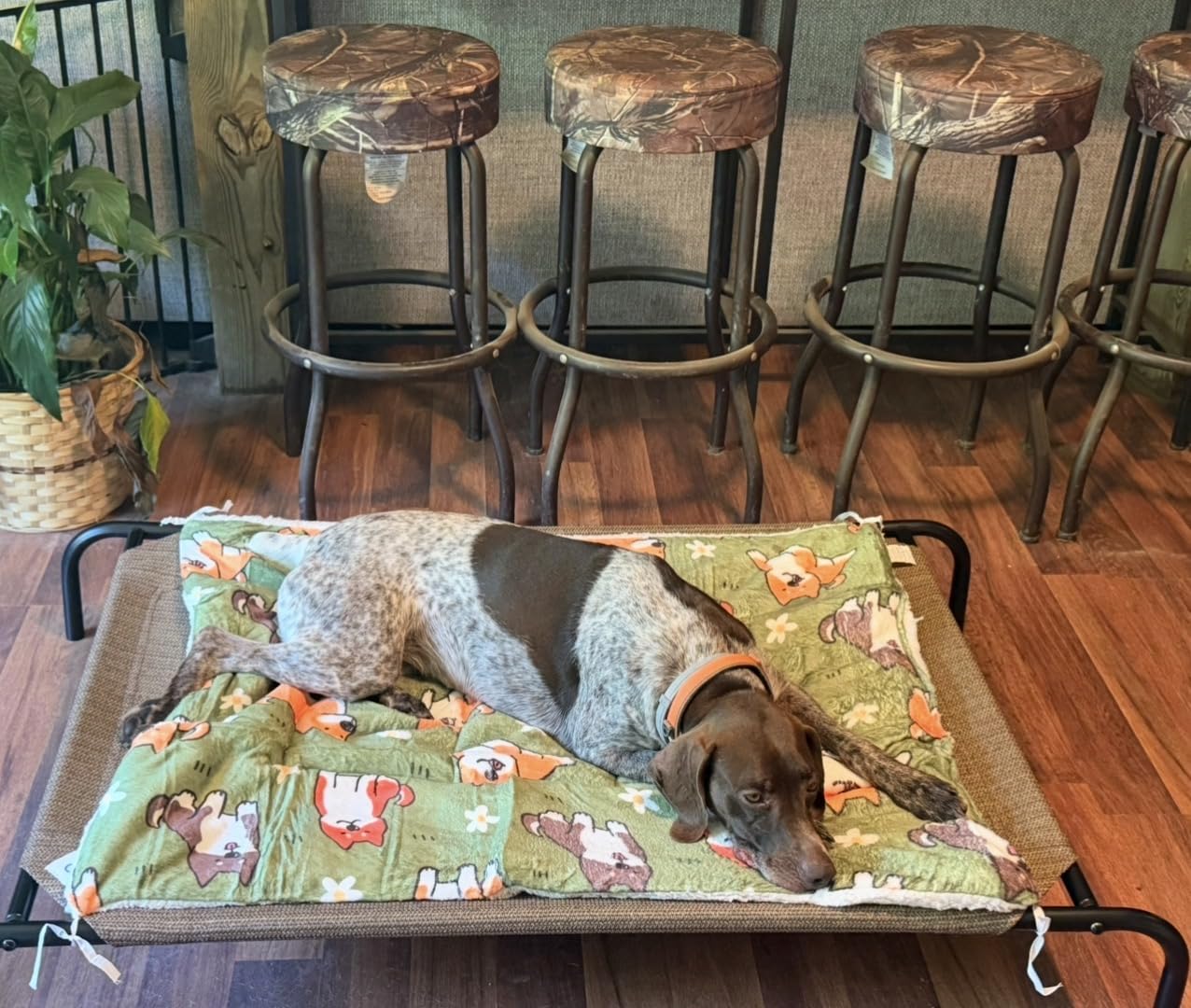 Coolaroo Original Elevated Dog Bed - Breathable Off-The-Ground Pet Bed with Cooling Fabric, Joint Relief & Moisture-Resistant Fabric, 100% Recyclable, Easy Clean, Grey, Large customer photo 1
