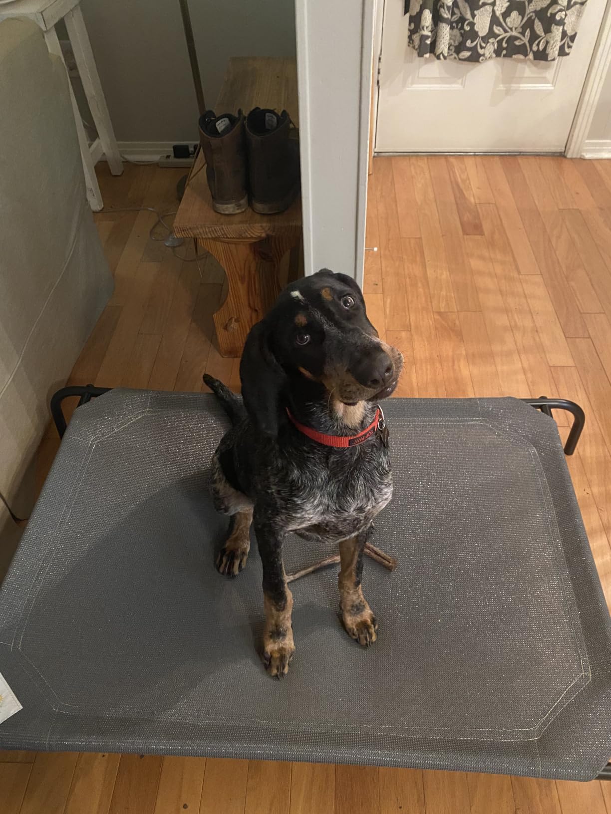 Coolaroo Original Elevated Dog Bed - Breathable Off-The-Ground Pet Bed with Cooling Fabric, Joint Relief & Moisture-Resistant Fabric, 100% Recyclable, Easy Clean, Grey, Large customer photo 2