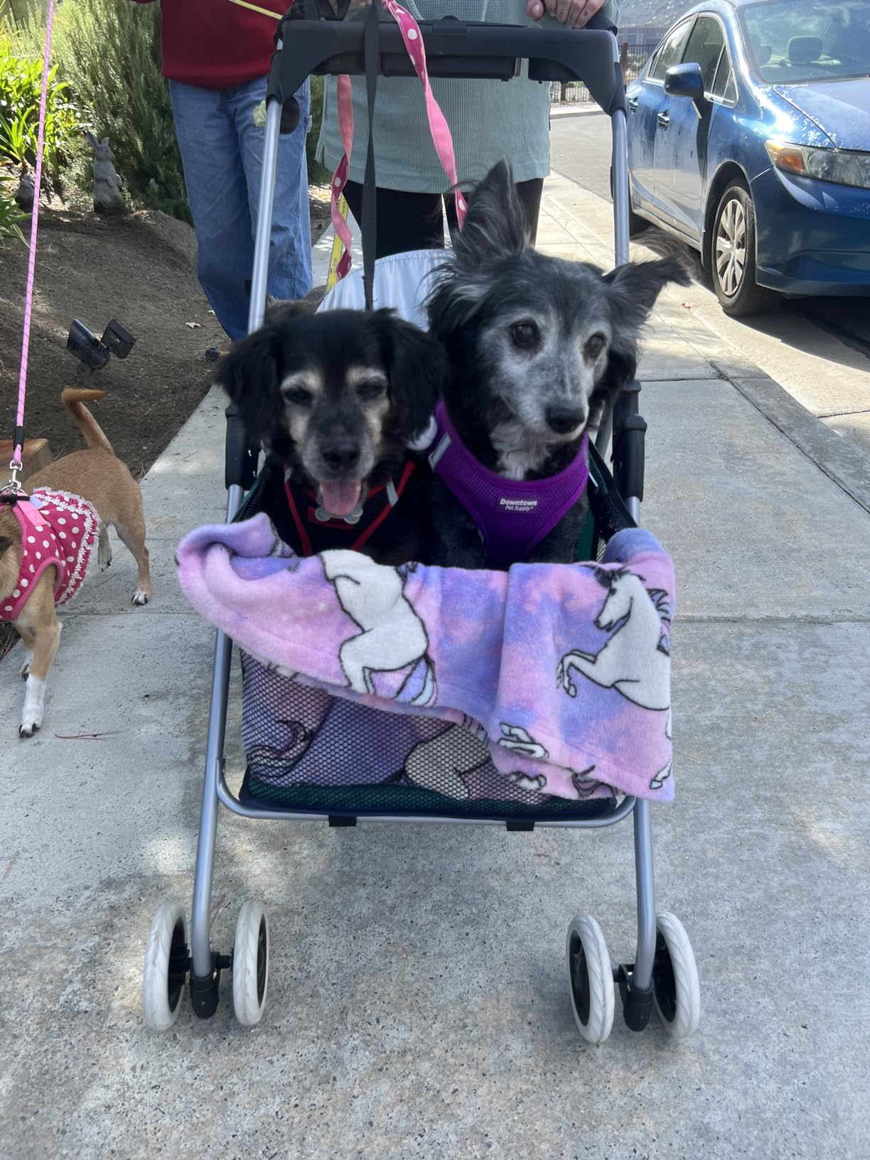 BestPet Foldable Pet Stroller for Small/Medium Dogs and Cats Up to 33 lbs | 4-Wheel Stroller Pet Strolling Cart w/ Breathable Mesh, Lockable Rear Wheels, Cup Holder/Tray & Storage Box, Blue customer photo 1