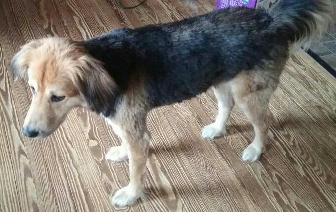 Wahl USA Lithium Ion Pro Series Cordless Animal Clippers - Rechargeable, Heavy-Duty, Electric Dog & Cat Grooming Kit for Small & Large Breeds with Thick to Heavy Coats - Model 9766 customer photo 2