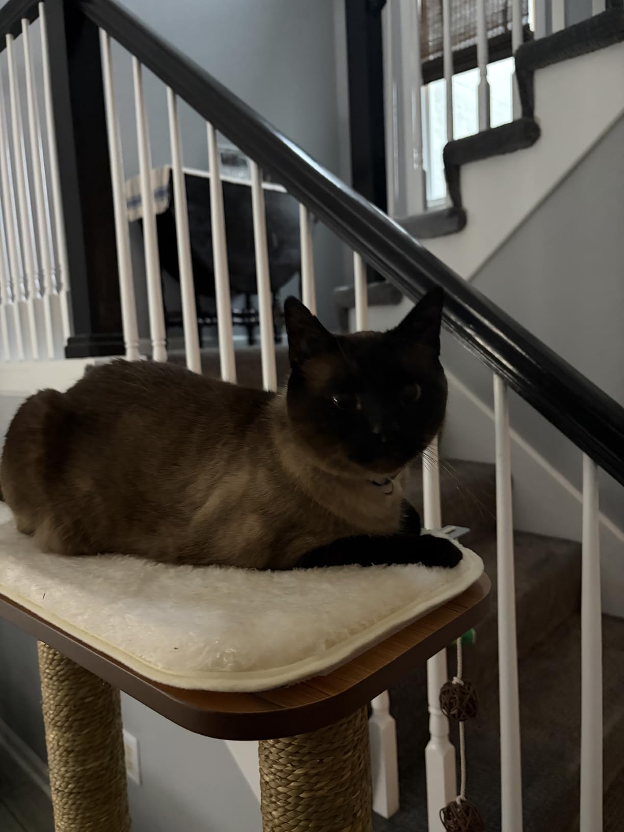 Vesper Cat Tree, High Base, Walnut, 52045 customer photo 1