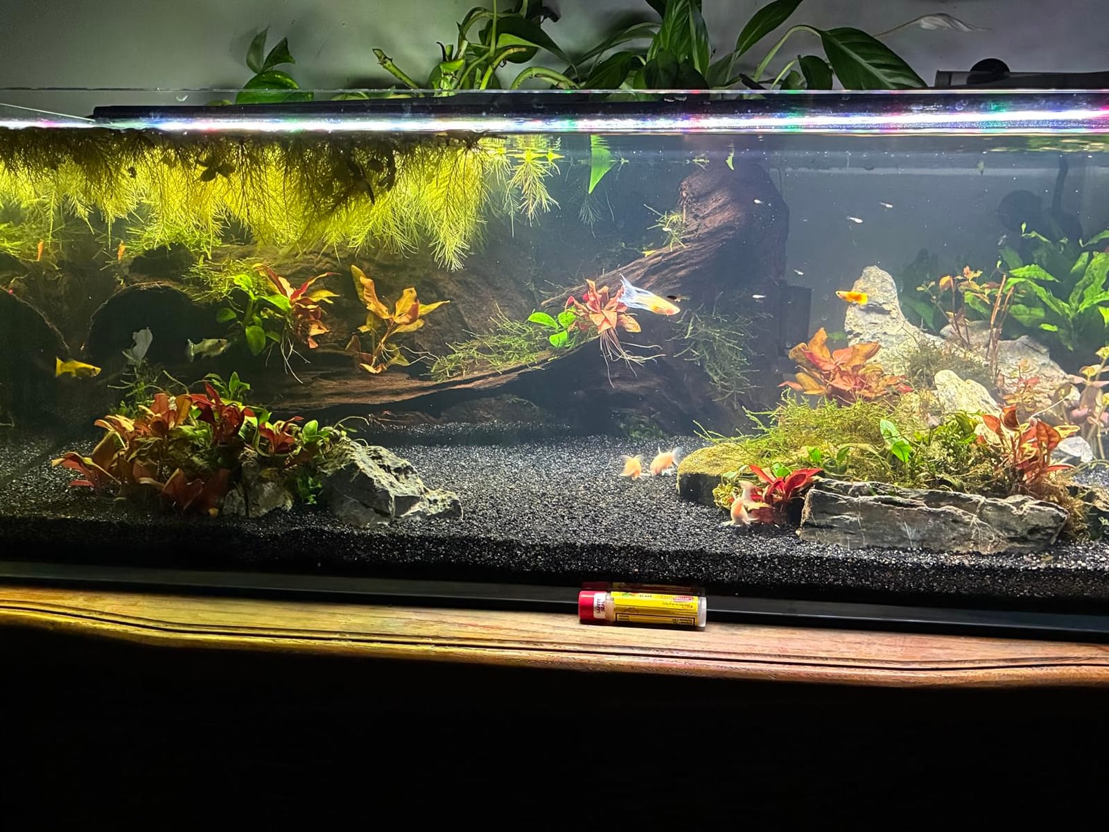 LANDEN Aquarium 100P 50 Gallon Ultra Clear Glass Rimless Fish Tank, 39.4x17.7x17.7in, 10mm Low Iron Glass, Leveling mat Included customer photo 2