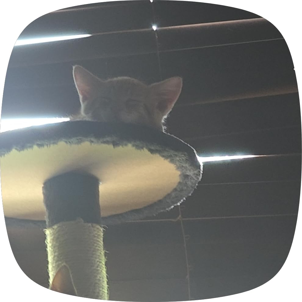 Yaheetech 54in Cat Tree Tower, 2 Caves, Kitten-Ear Perch & Scratching Posts | Multi-level layout, climbing ladder, easy assembly, high pet appeal, total load 66lbs for all indoor cats, dark gray customer photo 1