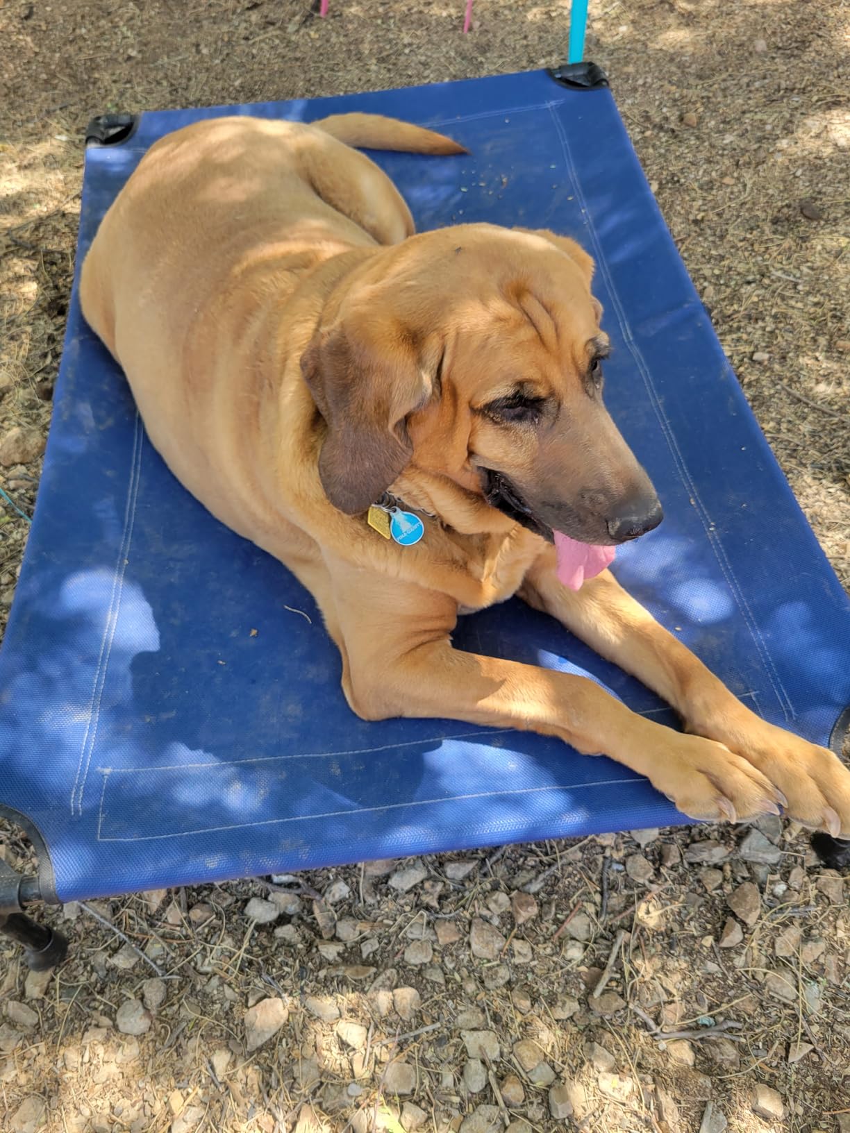 Veehoo Outdoor Elevated Dog Bed Large Sized Dogs, Cooling Raised Dog Cots | Off-ground training platform, portable camping hammock, breathable mesh, easy to clean, no-tool setup, 42