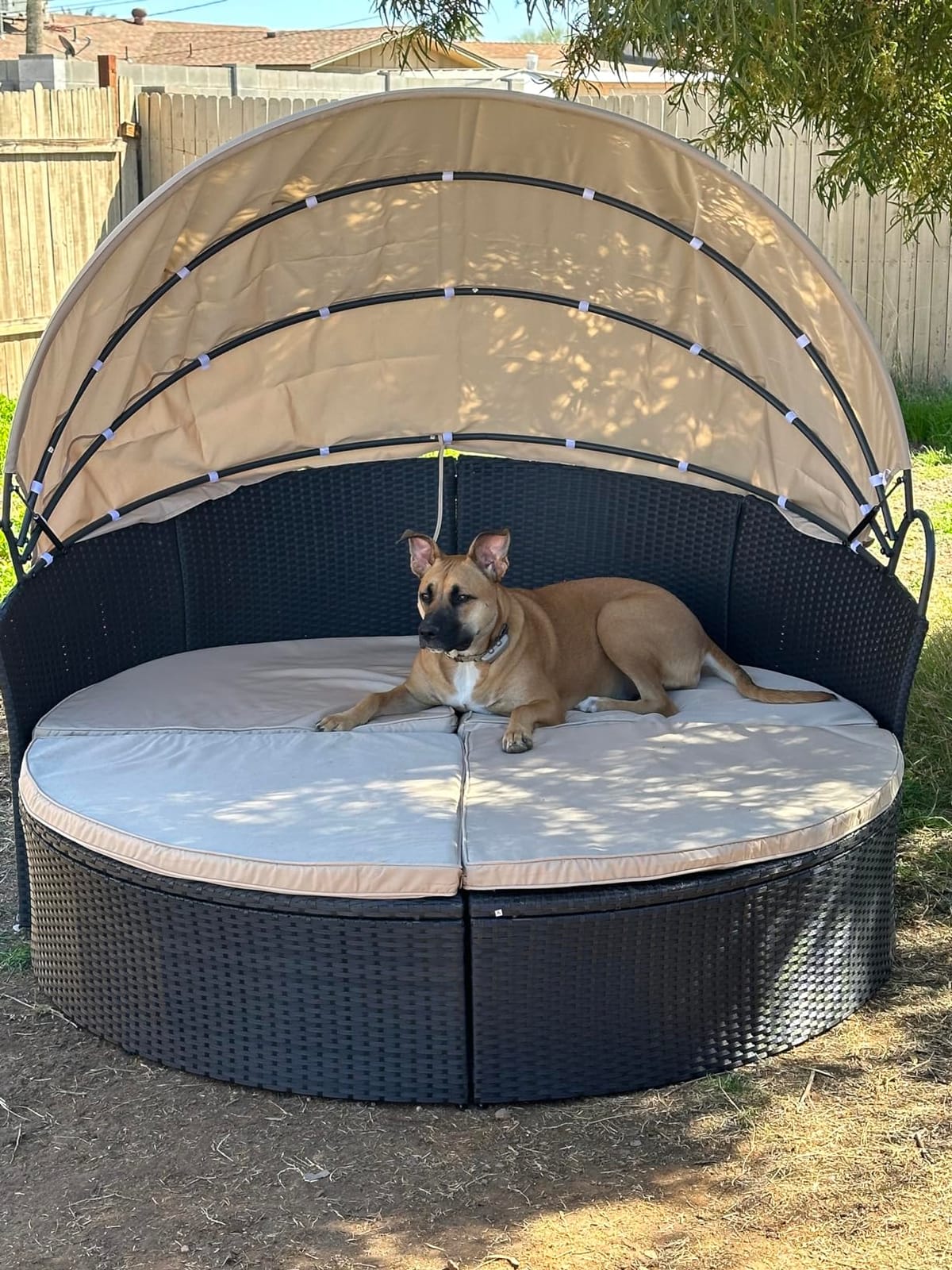 Devoko Patio Furniture Outdoor Round Daybed with Retractable Canopy Wicker Rattan Separated Seating Sectional Sofa for Patio Lawn Garden Backyard Porch customer photo 2