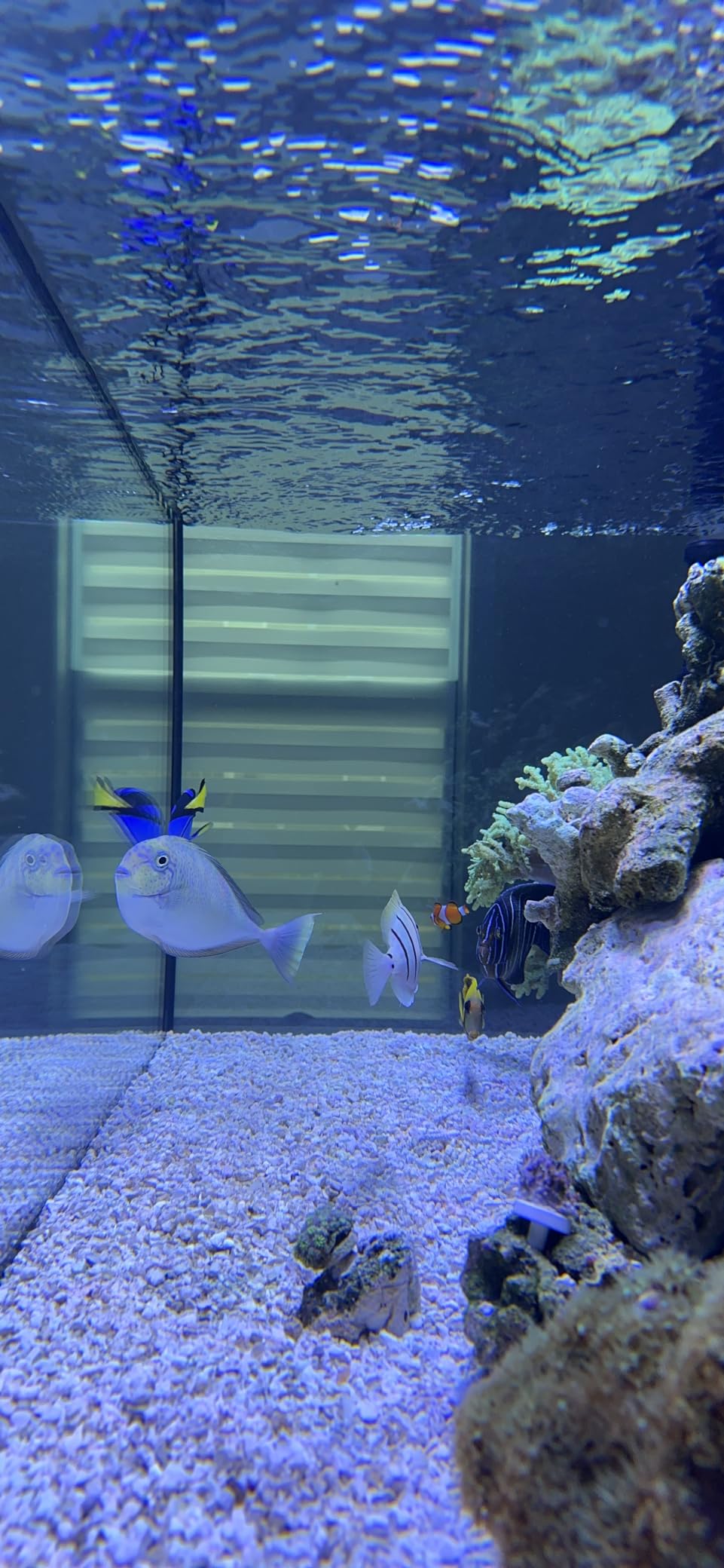 Empire USA Starfire Glass Aquarium 60x24x24 Inch 150 Gallon, Large 150-gallon aquarium made with high-clarity Starfire glass customer photo 1