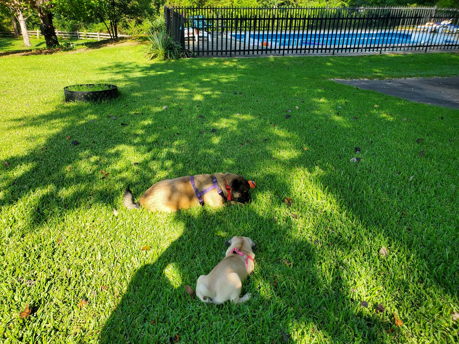 PetSafe Basic In-Ground Fence, 2 Waterproof Collars, 4 Static Levels, 8lb+ | Tone-Only Mode Plus 4 Static Levels, Unlimited Collars Can Be Added, up to 2 Months Battery Life, DIY Install customer photo 1