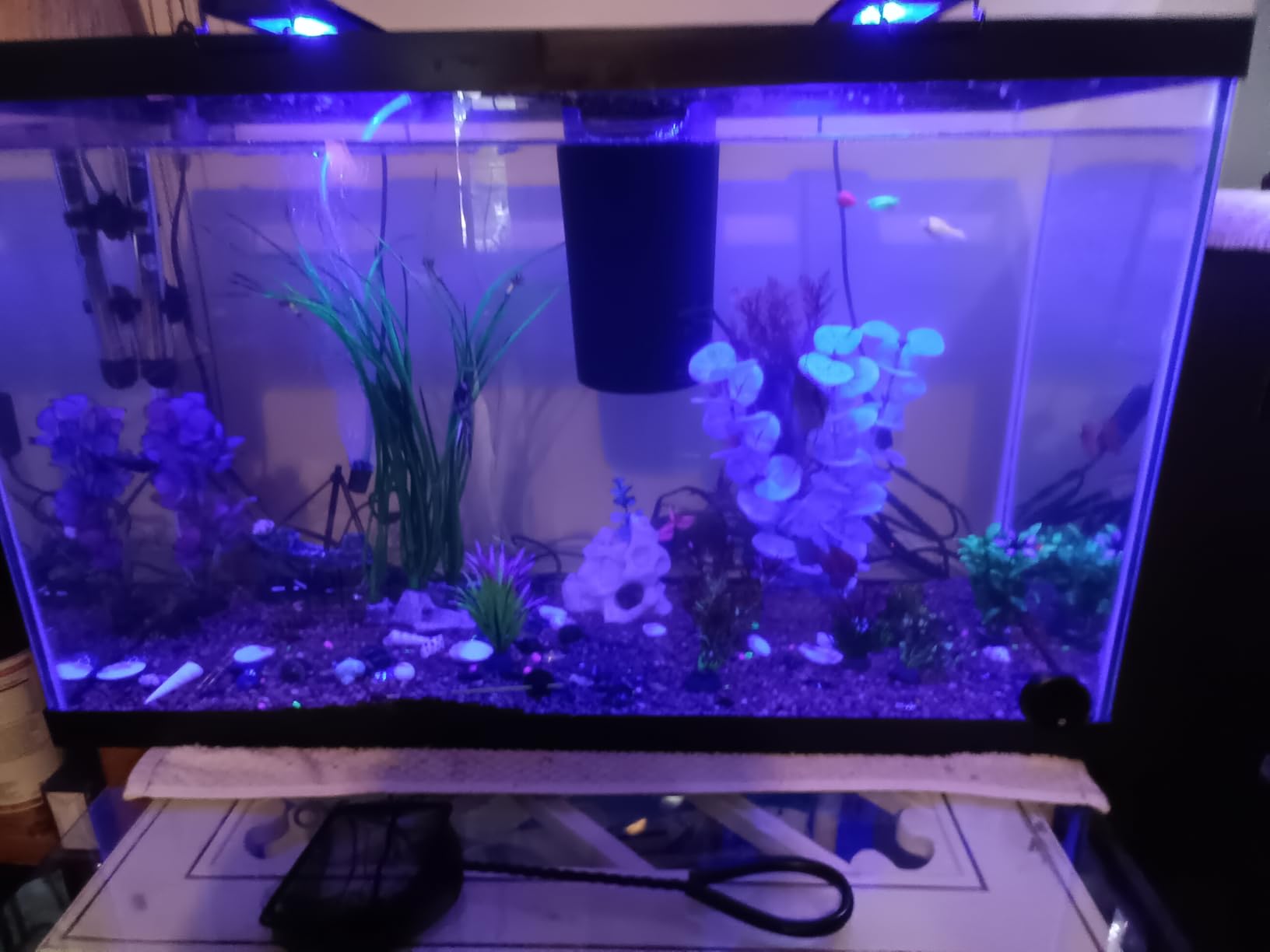Tetra 55 Gallon Glass Aquarium, Rectangular Fish Tank, 48W x 13D x 20H, Tank Only - Hood, Filter, Heater, Lighting, Decor & Accessories Sold Separately customer photo 1