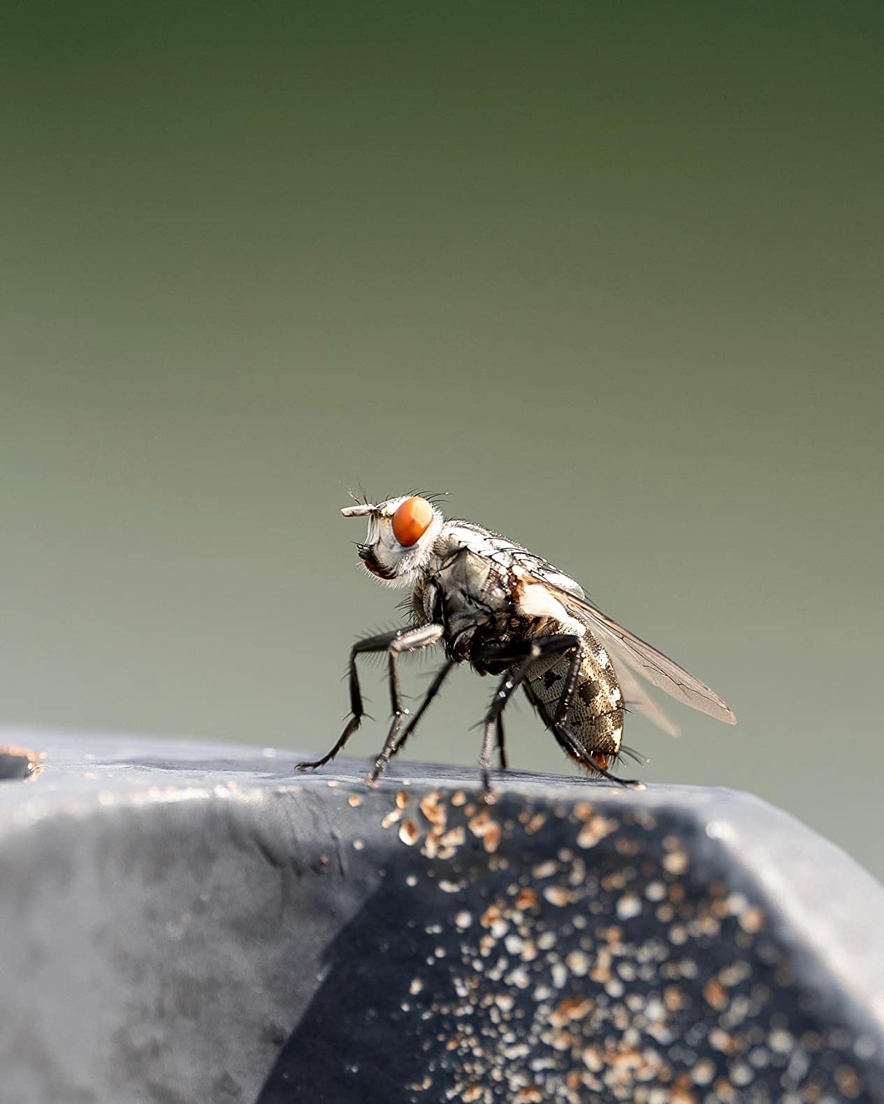 Sigma 105mm F2.8 DG DN Macro Art (Sony E-mount) | 105mm f/2.8 macro lens with HSM autofocus and dust-proof build customer photo 2