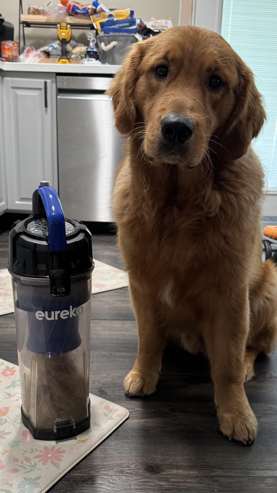 Eureka Lightweight Powerful Upright Vacuum Cleaner for Carpet and Hard Floor, PowerSpeed, New Model, Blue/Black customer photo 1