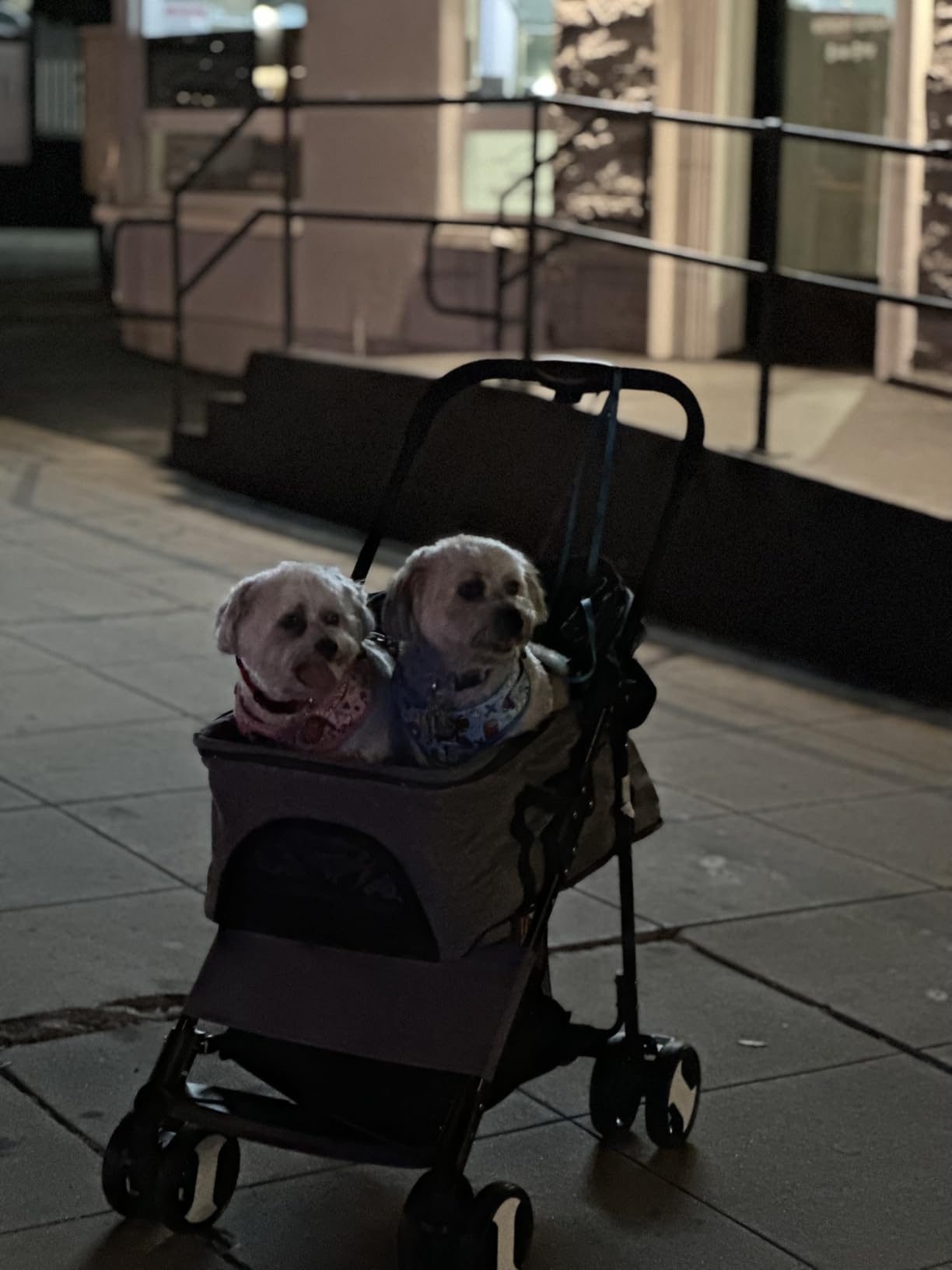 BestPet 4-Wheel Foldable Pet Stroller | Lightweight & Portable | Detachable Travel Carrier with Mesh Windows, Storage Basket, Safety Brakes, and Waterproof Fabric | For Small Dogs and Cats customer photo 1