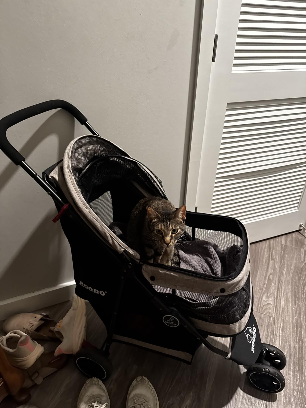 ROODO 3 Wheel Pet Stroller Best Lightweight Foldable Compact Portable Jogger All Terrain Travel Pet Gear Puppy Kitty Stroller for up to 30lbs Medium Small Dogs and Cats(Green) customer photo 1