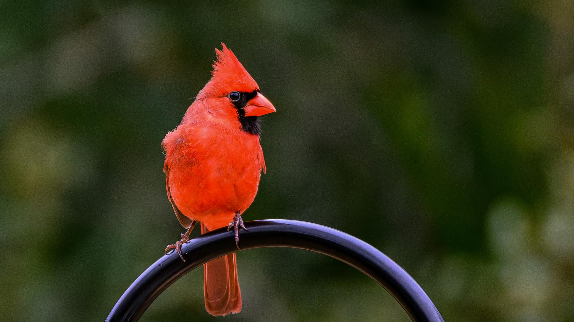 NIKKOR Z 180-600mm f/5.6-6.3 VR customer photo 2