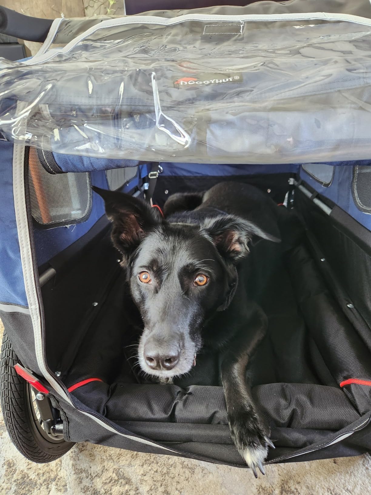 DOGGYHUT® S-Line XL Pet Bike Trailer & Stroller for Large Dogs Up to 100 lbs, Folding Dog Cart with Shock-Absorbing Suspension Wheels, Low Center of Gravity, Parking Brakes customer photo 1
