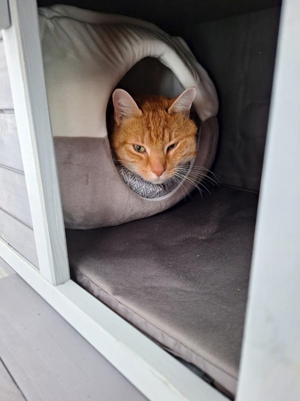 Aivituvin Heated Outdoor Cat House with Heating Pad, Insulated Liner | Large Weatherproof Feral Stray Cat Shelter for Outside, Windproof, Waterproof, Warm for 1-3 Cats in Winter customer photo 1