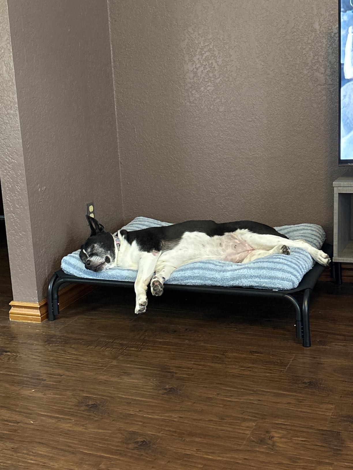 Elevated Dog Bed Raised Outdoor Dog Cot for Large Dogs, Installation Requires No Tools, Frame with Washable Cooling Breathable Mesh Anti-Slip Feet, Indoor Pet Bed, Black, 43.3 Inches customer photo 2
