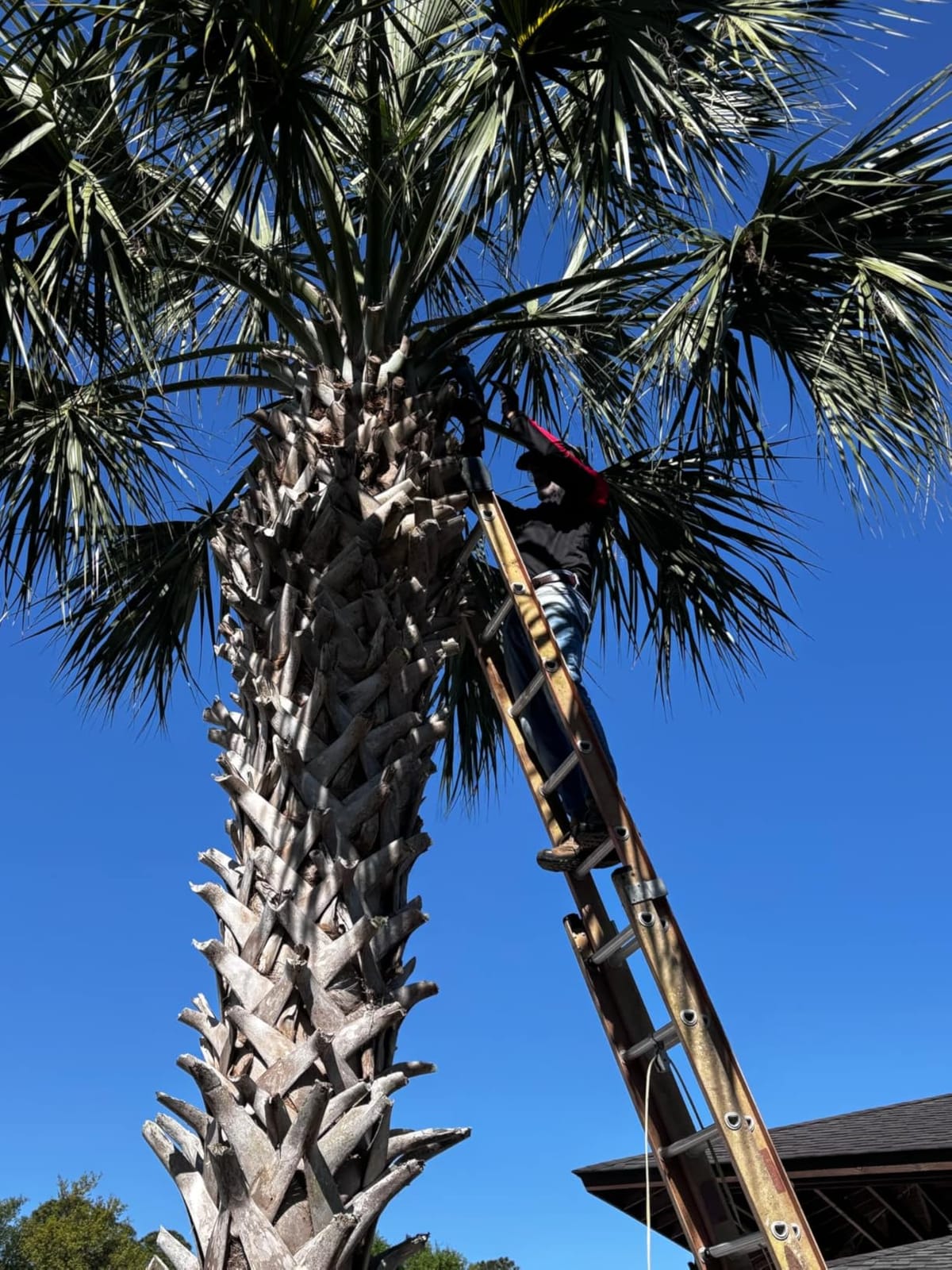 SEESII Reciprocating Saw Cordless with 2 x 4.0Ah Batteries and 6 Saw Blades customer photo 1