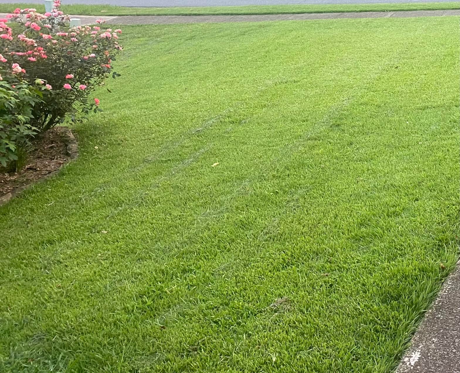 LawnMaster LMRM1801 Push Reel Lawn Mower 18-Inch 5-Blade customer photo 1
