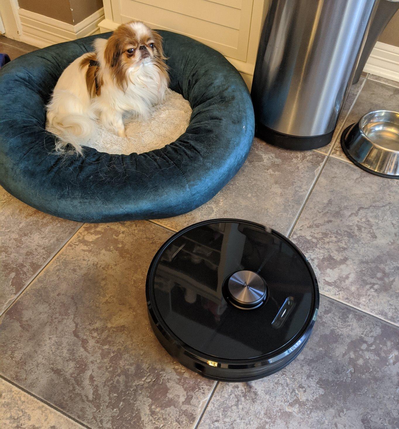 roborock Q10 S5+ Robot Vacuum and Mop, 10,000Pa Suction | Upgraded from Q8 max+, 70-Day Self-Emptying, Obstacle Avoidance, Sonic Mopping, Dual Anti-Tangle Design, Auto Mop Lift, Black customer photo 1