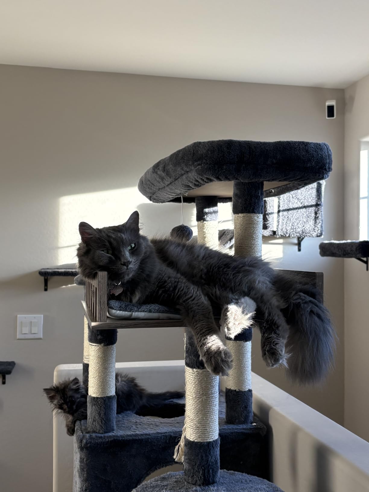 Gitelsnour Maine Coon Cat Tree, Heavy Duty Cat Tower for 20 lbs+, GCT033G | 2 Large Condos, 15 Scratching Post, Big Top Perch, 2 Safe Railing Wooden Platform, Hammock, Indoor Cats Adult, Smoky Gray customer photo 1
