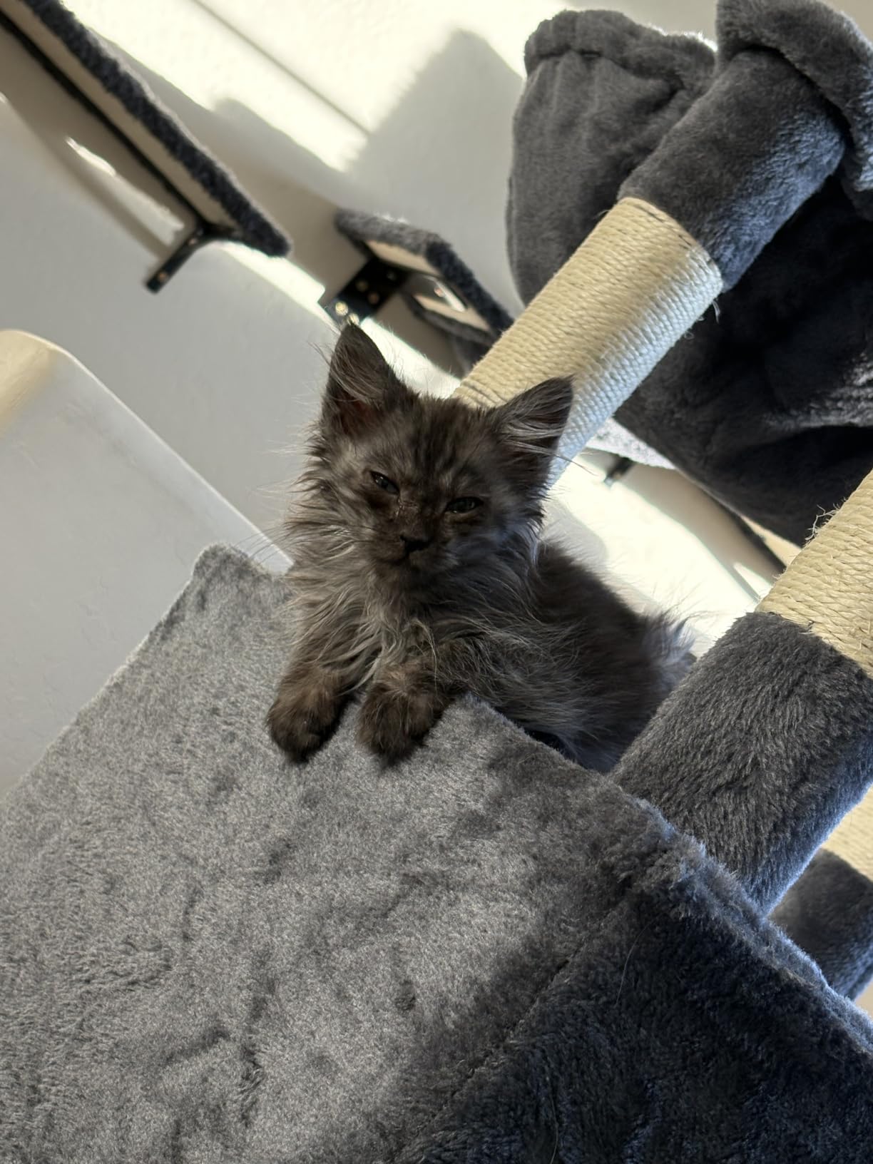 Gitelsnour Maine Coon Cat Tree, Heavy Duty Cat Tower for 20 lbs+, GCT033G | 2 Large Condos, 15 Scratching Post, Big Top Perch, 2 Safe Railing Wooden Platform, Hammock, Indoor Cats Adult, Smoky Gray customer photo 2