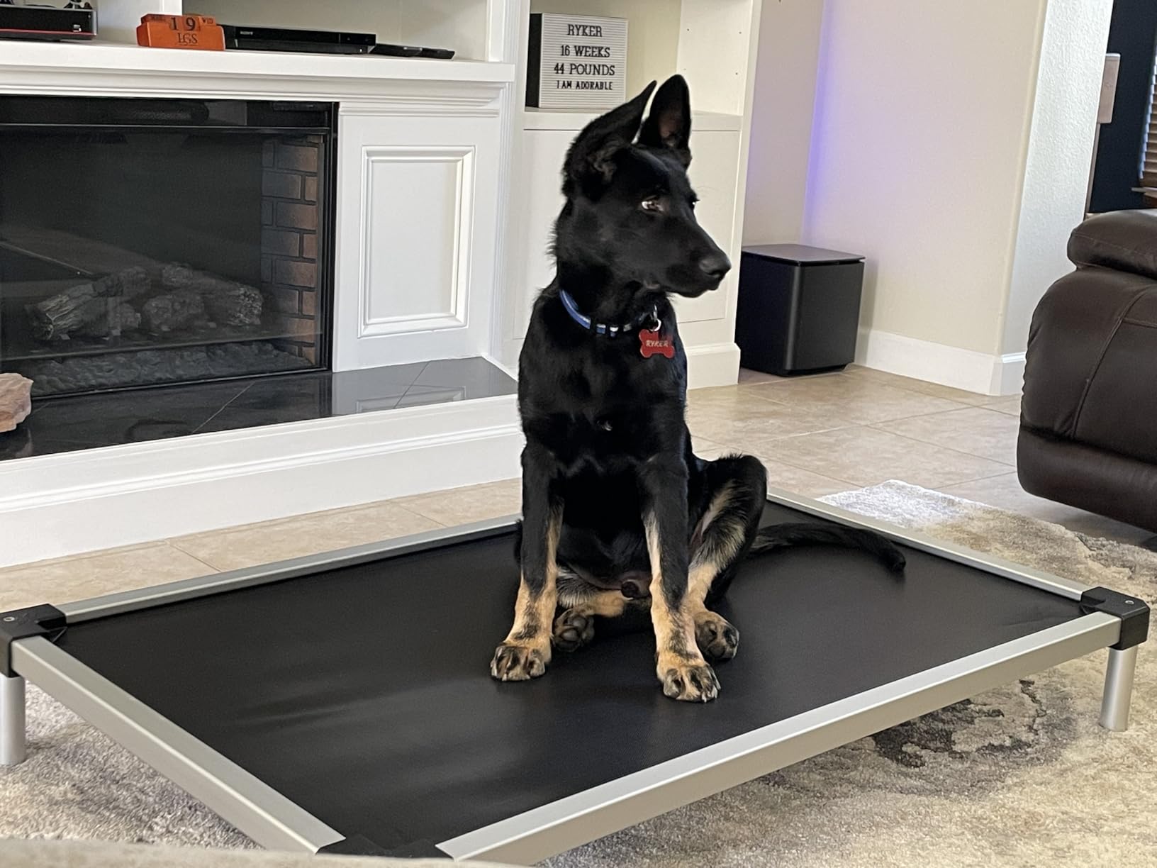 FXW TitanNest Cooling Chew-Proof Elevated Dog Bed for Large Dogs | Easy to Clean, Pre-assembly Raised Cot, Indoor/Outdoor/Camping, 47 x 29 x 7.3in customer photo 2