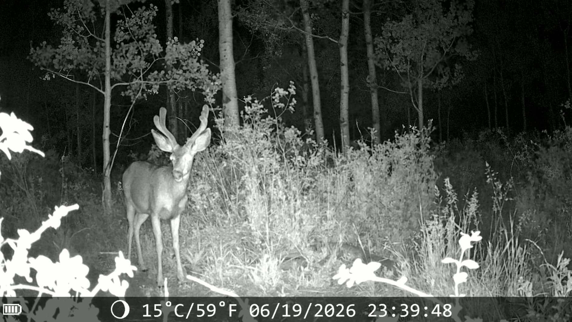 MAXDONE Solar Trail Camera, 4K 64MP WiFi Bluetooth Night Vision Game Camera | Game Camera with Night Vision Motion Activated, 6000mAh Power & 32GB Included, Deer Cameras for Outdoor Backyard IP66 customer photo 1