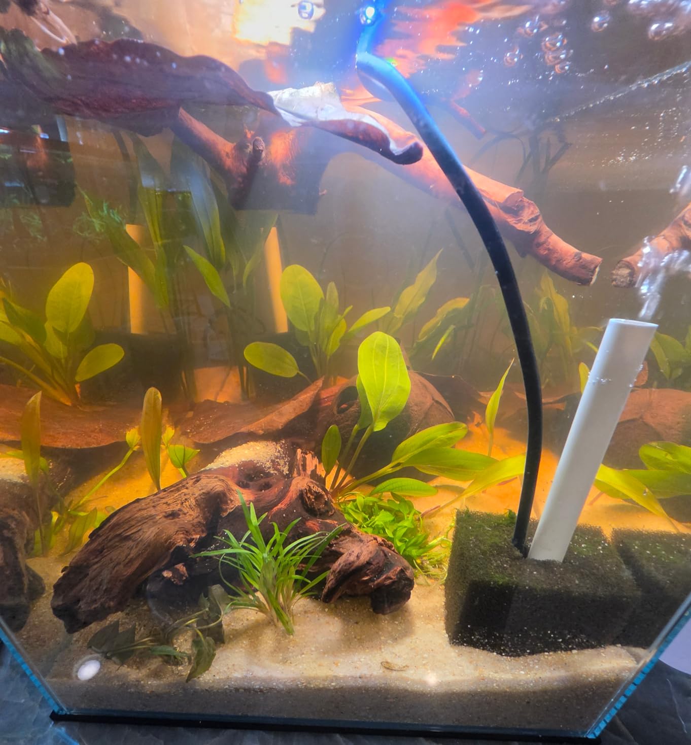 Allcolor Low Iron Glass Ultra Clear Rimless Aquarium Tank (34 Gal), Artisan Grade Fish Tank for Professional Aquascaping and Planted Layouts, 6-60 Gallons, Anti-Jumping net customer photo 1