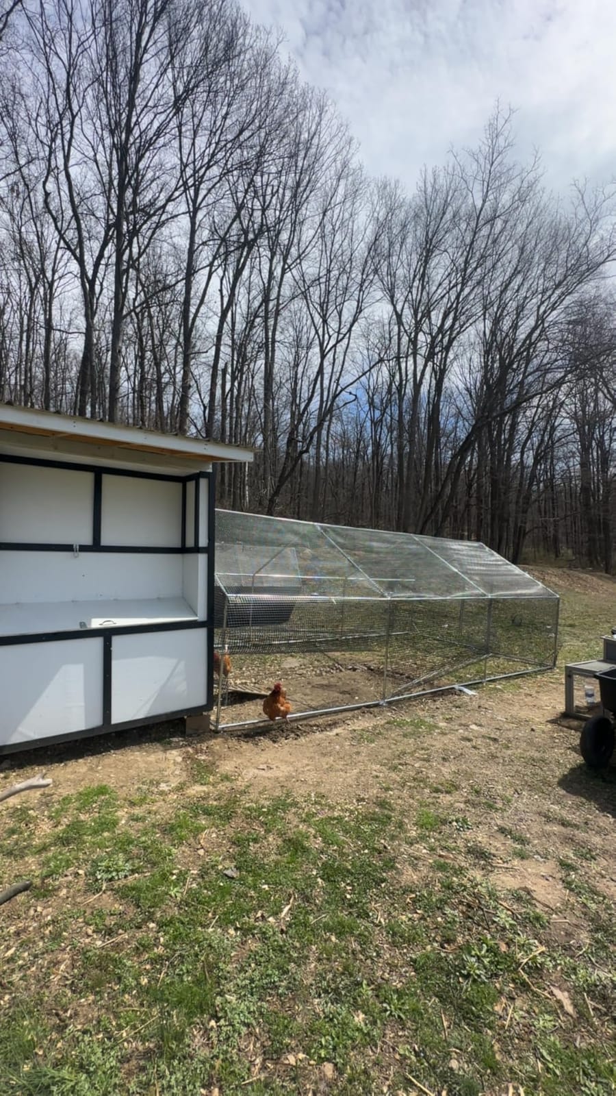 CAMMOO Walk in Chicken Coop, 13.1x9.8x6.6ft Chicken Run for Yard with Cover | Upgrade Double Lock & Mesh, Stainless Steel Ties, Easy Assembly, Chicken Pen for Ducks, Rabbits customer photo 2