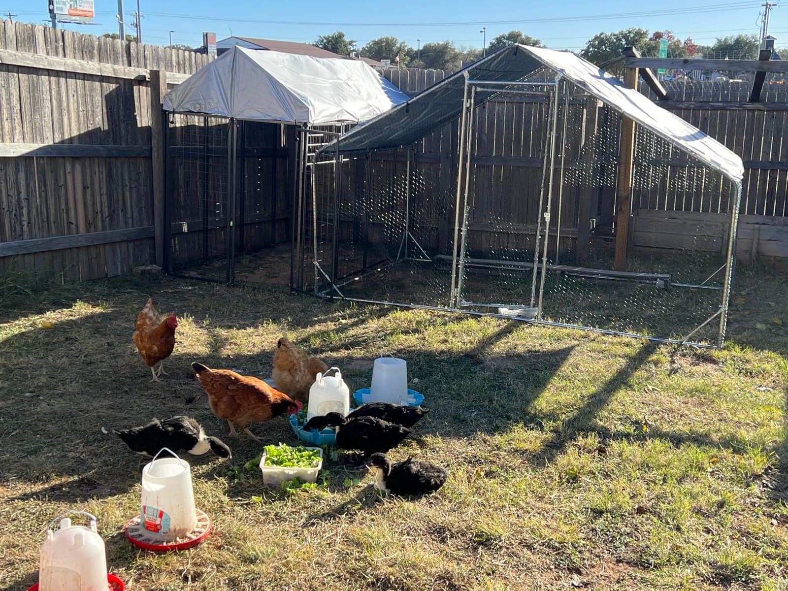 Aoxun Large Metal Chicken Coop, Outdoor Chicken Runs for Yard with Cover, Spire Roof Hen House Enclosure with Security Lock, Walk-in Cage Peak Hen House for Yard Farm (10x20x6.4 FT) customer photo 1