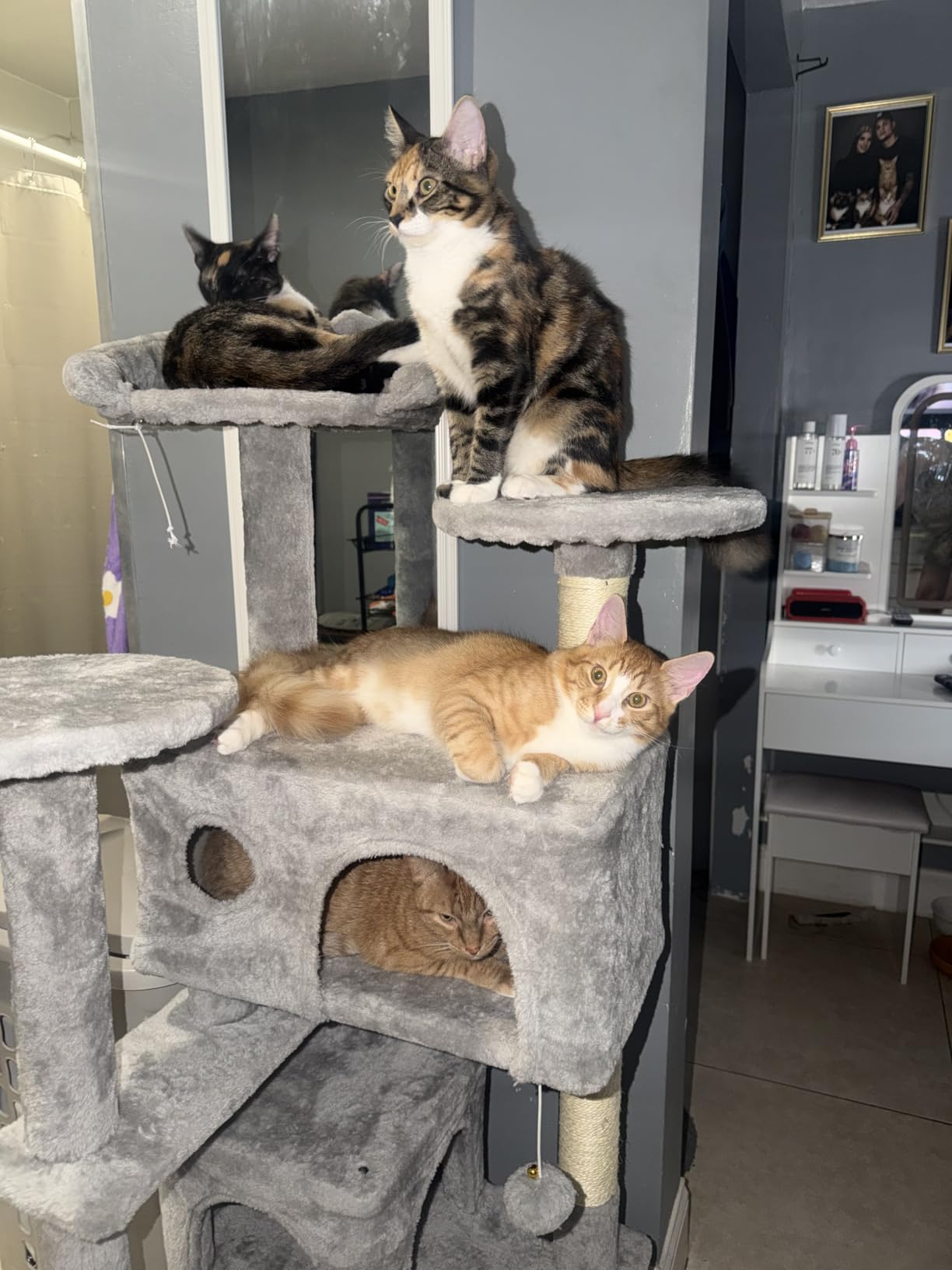 Sweetcrispy 54-inch Cat Tree Tower with Scratching Posts, Indoor Use | Multi-Level Indoor Cat Tree Condo with Climbing Ladder, Plush Toy, Play House for Kitten, Beige customer photo 1