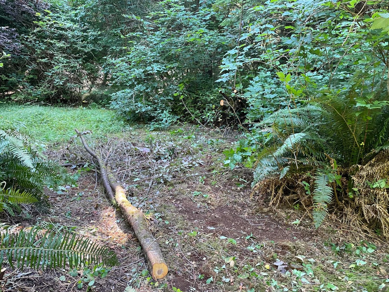 Silky Professional BIGBOY 2000 Folding Saw 360mm XL Teeth (356-36) customer photo 2