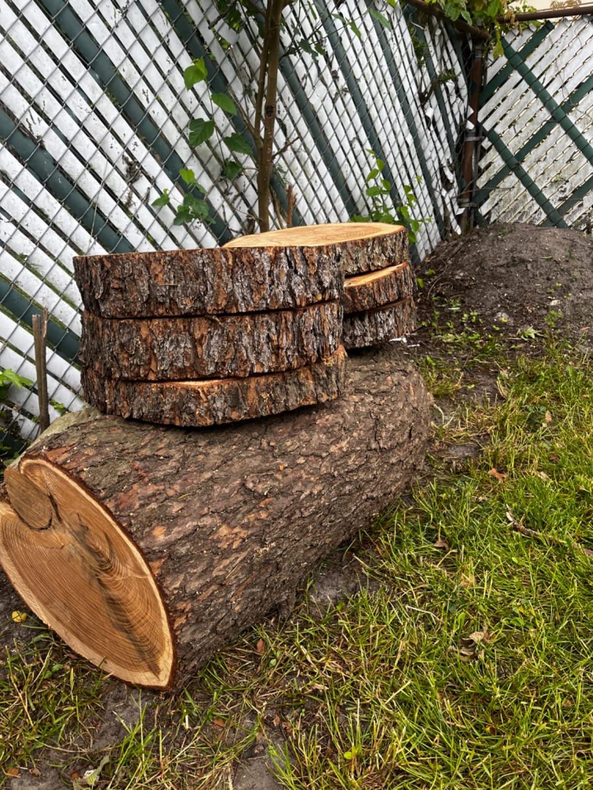 Sun Joe Corded Electric Telescoping Pole Saw, Pruning Power Tool with 10 Inch Bar, 8 Amp Power with 14 Foot Reach for Ground-Level Tree Trimming. customer photo 1