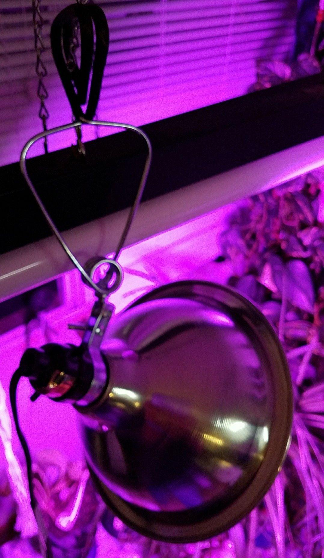 Simple Deluxe Clamp Lamp Light 150 Watt with 8.5 Inch Aluminum Reflector (no Bulb Included), 6 Feet Cord, 1 Pack, Black customer photo 1