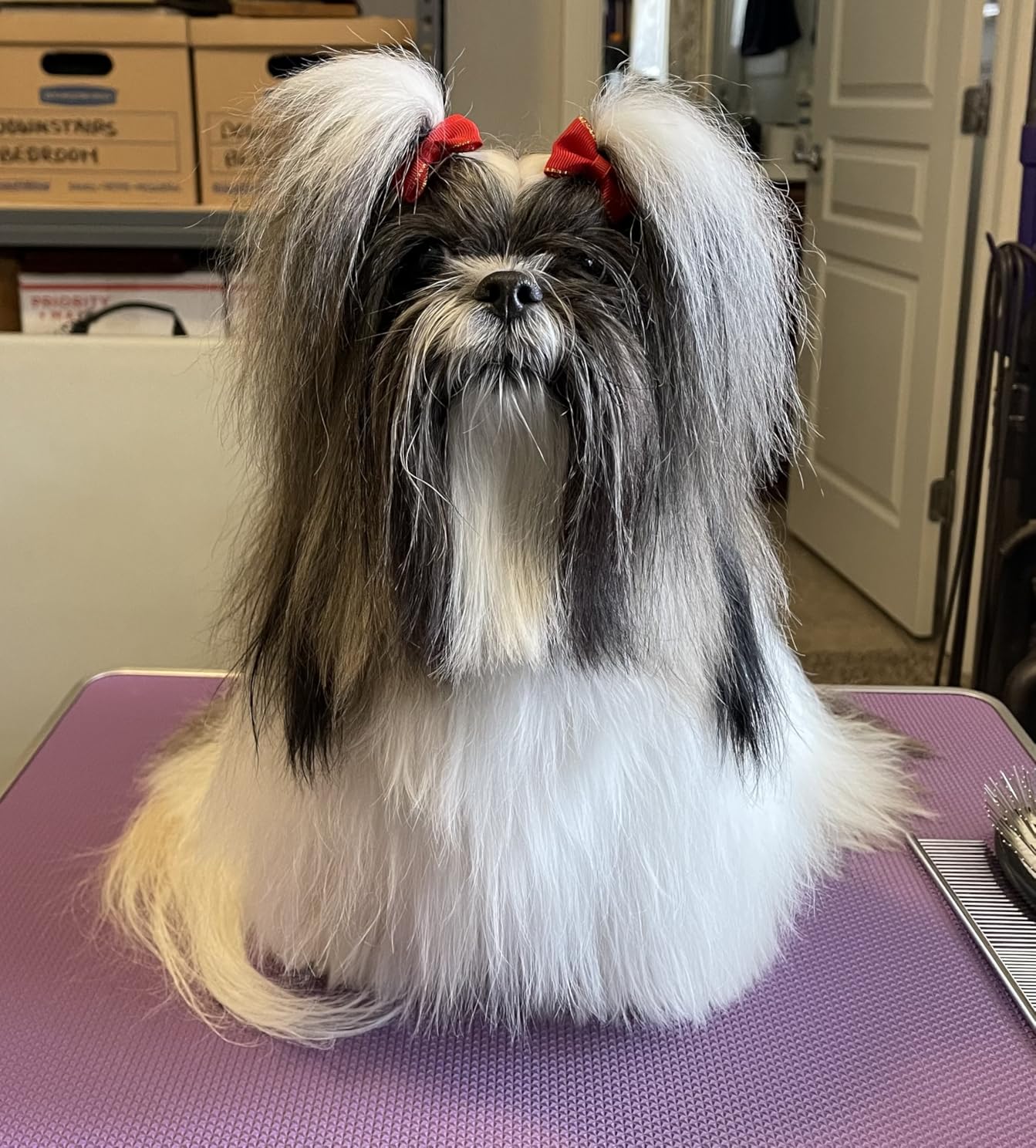 Dog Dryer for Pet Grooming, Pet Hair Dryer with Heater, Blue customer photo 2