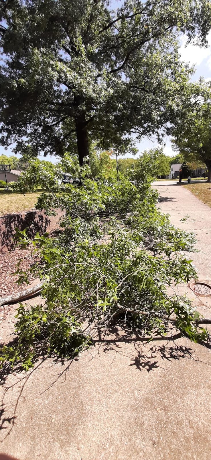 EZ Kut Professional Pole Saw 20’ Extendable - Manual Pole Saw for Tree Trimming. Branch Cutter with Double Hook for Branch Removal - Best Tree Pruner. Tree trimmer pole saw. Since 1988 customer photo 1