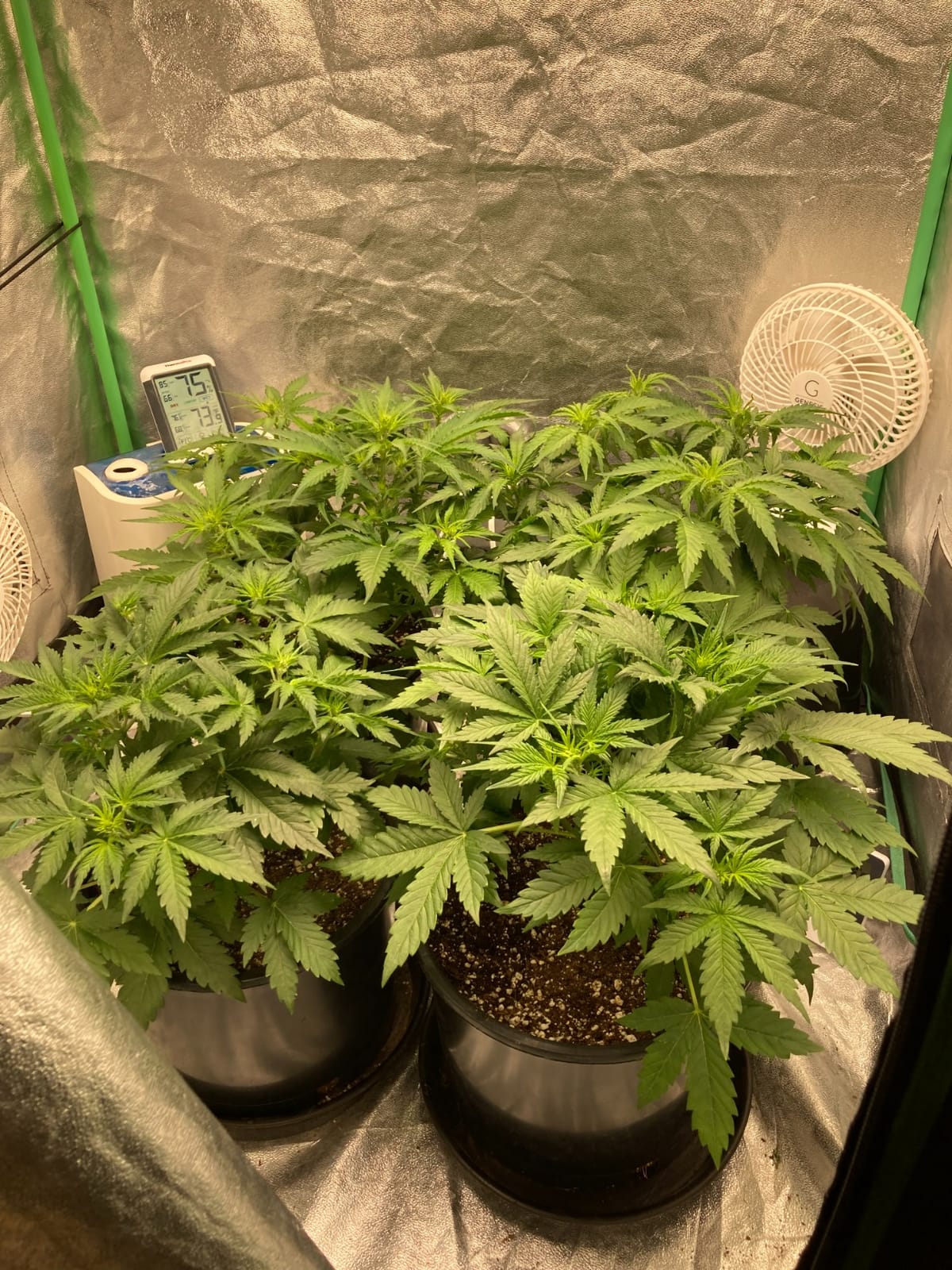 MARS HYDRO 100W TS600 2x2ft Dimmable LED Grow Lights for Indoor Plants | Patented Reflective Hood Updated Diode Layout Even Full Spectrum Coverage for Seedling, Veg, & Bloom in 2x2/3x3 Grow Tent customer photo 2