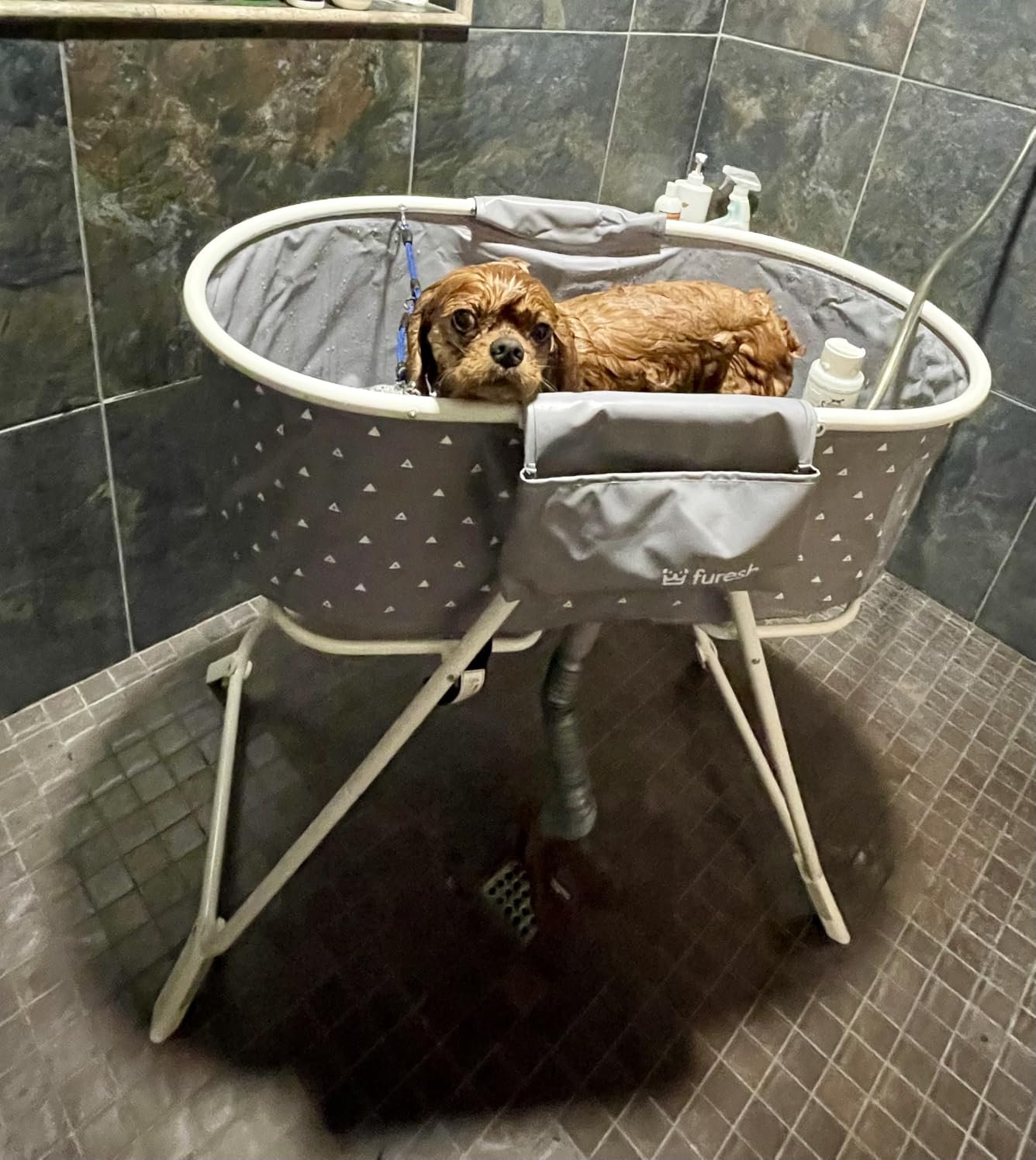 Furesh Portable Foldable Dog Bathtub for Small & Medium Dogs (Gray) customer photo 2