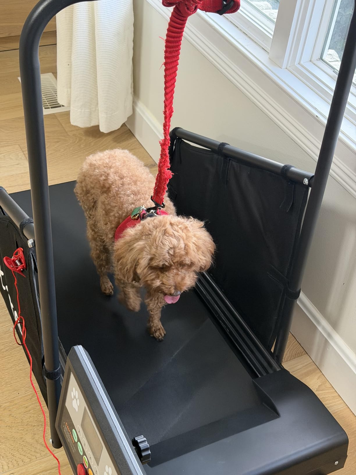 GYMAX Dog Treadmills for Small/Medium Dogs - Pet Runner with Remote, Display Monitor, Adjustable Incline, Shock-Absorbing Belt & Wheels, 3 in 1 Dog Running Machine Walking Pad for Indoor Exercise customer photo 1