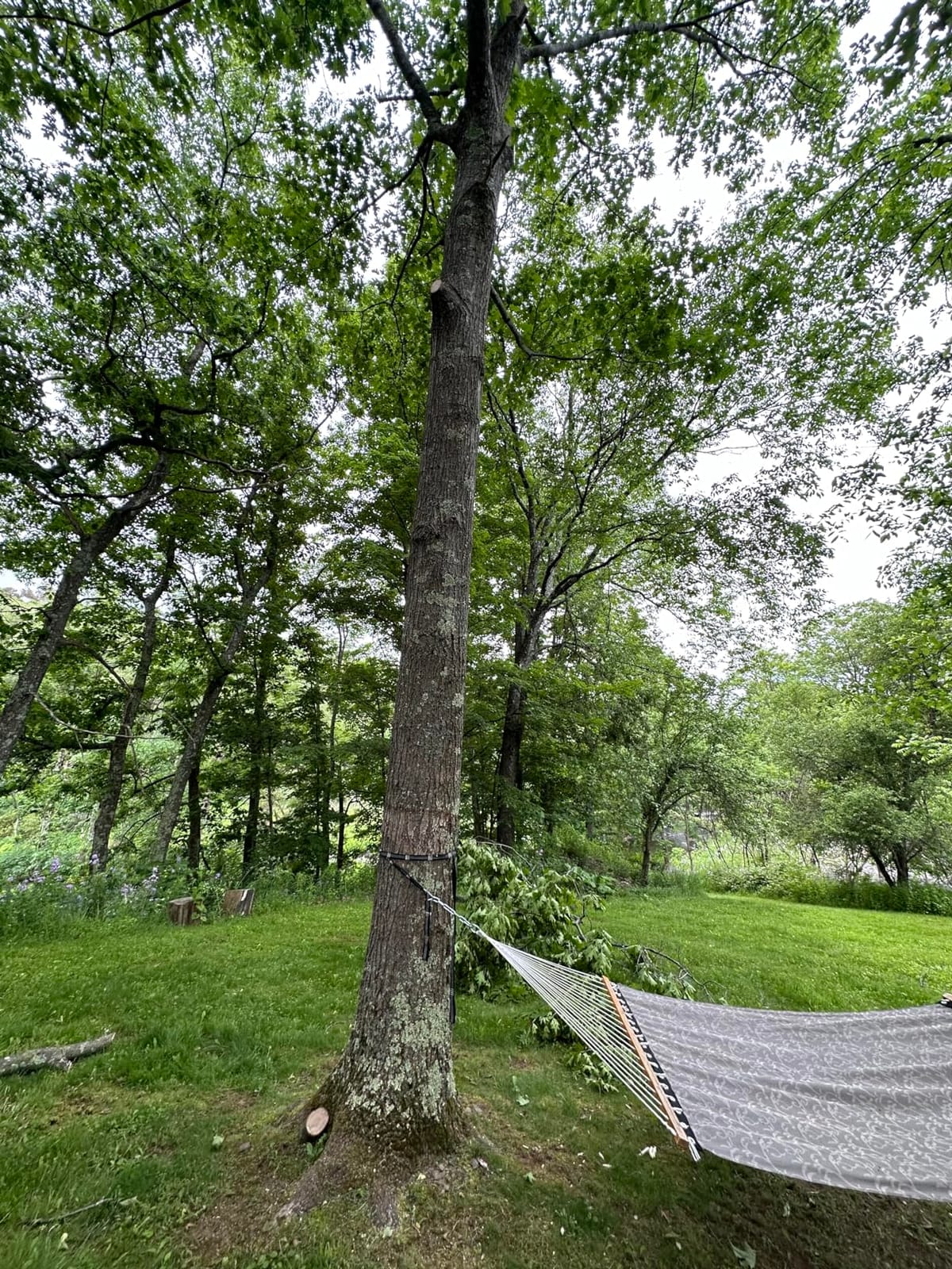 27 Feet Tree Pole Pruner Manual Branches Trimmer Tree Branch Garden Tools Loppers Hand Pole Saws Extendable Height customer photo 1