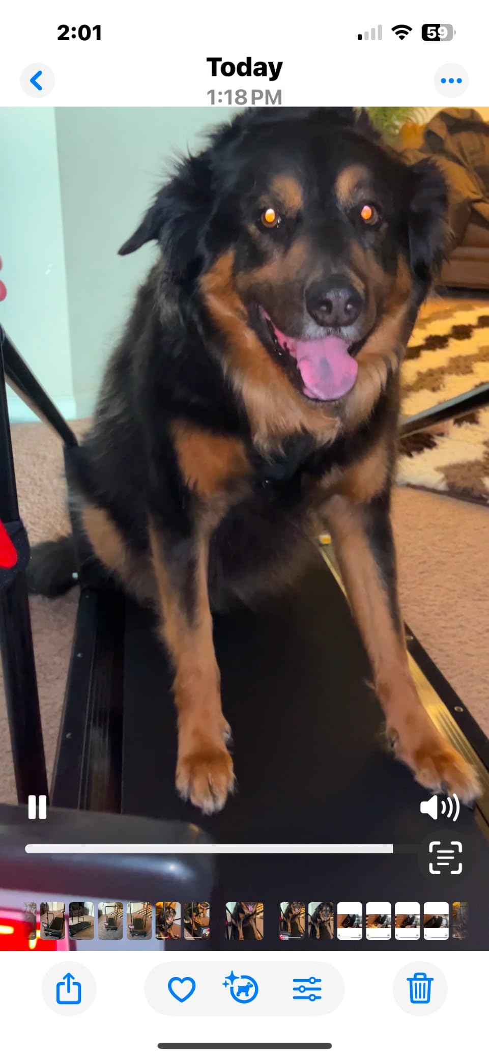 Lifepro PawRunner Dog Treadmill for Small & Medium Dogs, Remote Control customer photo 1