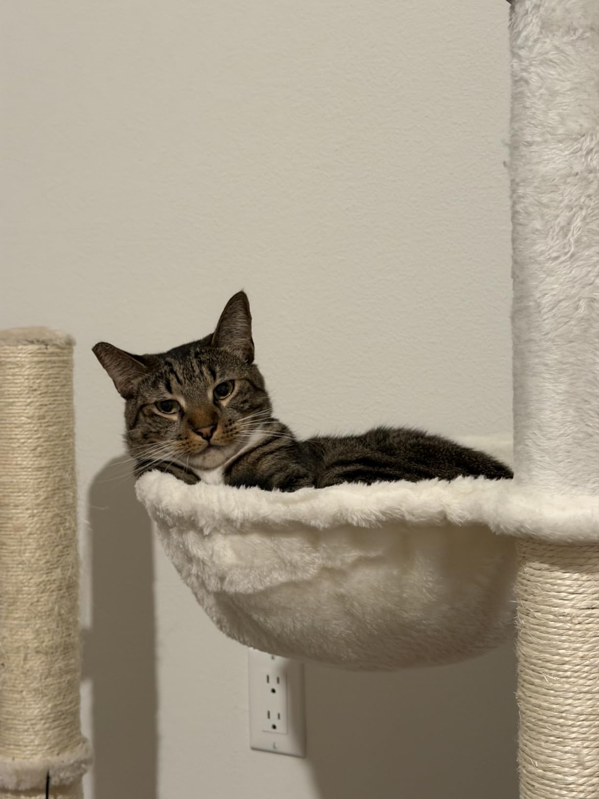 Feandrea Cat Tree with Litter Box Enclosure, 59-Inch, 2-in-1 Condo | Farmhouse Cat Tower with Scratching Posts, Washable Removable Cushion, Heather Greige, HAINS Collection UPCT113G01 customer photo 1
