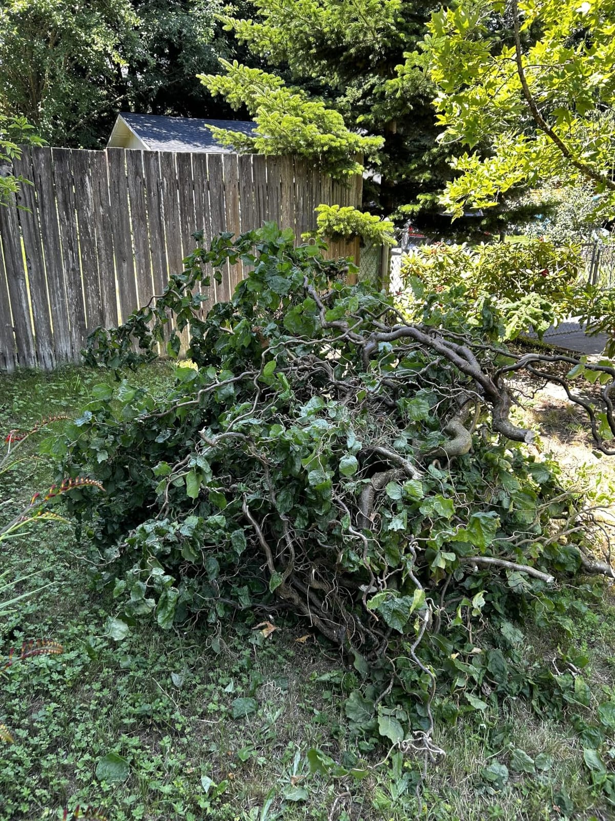SEESII 2-in-1 Electric Pole Saws 8 Inch for Tree Trimming, Brushless Motor customer photo 1